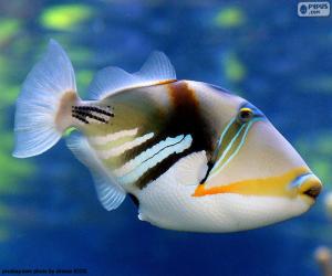 Puzle Picasso Triggerfish