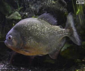 Puzle Piranha