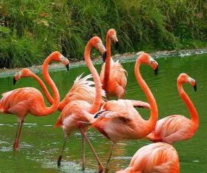 Puzle Plameňáci v vodě, velkých vodních ptáků s peřím růžový