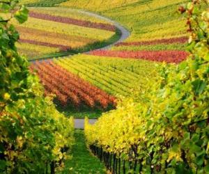 Puzle podzimní krajiny v Vineyard