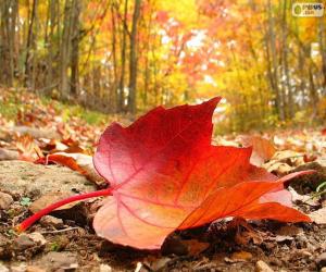 Puzle Podzimní listí lese
