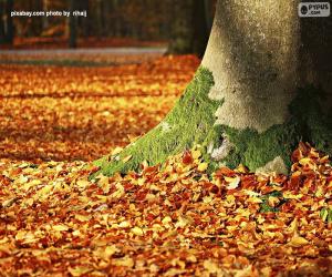 Puzle Podzimní listí na zemi