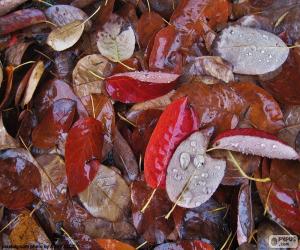 Puzle Podzimní mokré listy