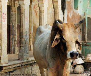 Puzle Posvátnou krávou, Indie