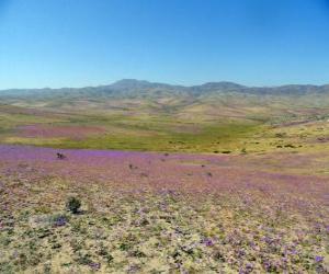 Puzle Poušti Atacama v Chile květnatý