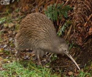 Puzle Ptáka kiwi