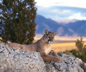 Puzle Puma americká, horský lev nebo levhart, velké solitérní kočka