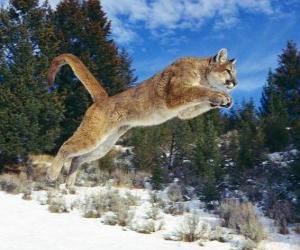 Puzle Puma skákající