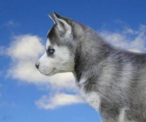 Puzle Puppy, sibiřský husky