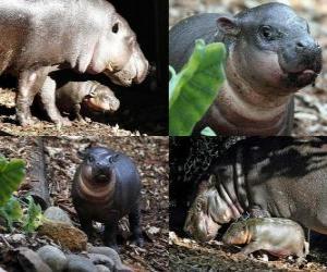 Puzle Pygmy hroch v Taronga Zoo