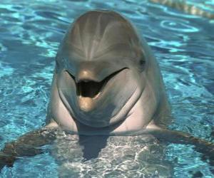 Puzle Přátelský delfín