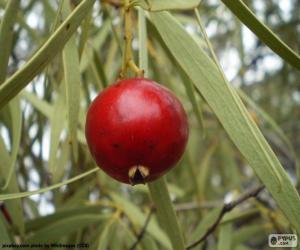 Puzle Quandong