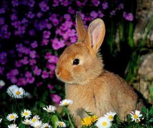 Puzle Rabbit mezi květinami