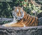 Tygr ležící na šedé skále