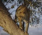 Levhart skvrnitý na větev stromu