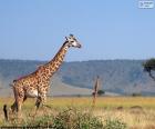 Žirafa v krajině