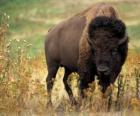 Bison, zubr