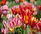 Tulipány v oblasti