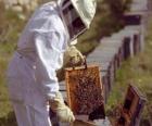 Včelař nebo včelař práci se speciálním obleku v úlu sbírat med