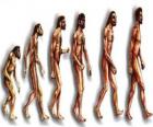 Sekvence lidské evoluce od Australopithecus Lucy moderní člověk procházející mezi jinými muži v Heidelbergu, Peking, neandrtálský a Cromagnon