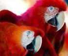 Pár papoušků