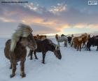 Stádo divokých koní na sněžení prérii