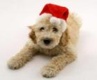 Elegantní štěně pro oslavy Vánoc s kloboukem