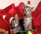 Dvě koťátka s kloboukem Santa Claus v dárkové krabičce