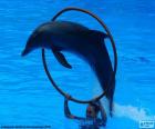 Delfíní skoky do obruč