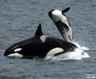 Orka nebo velryba, Kosatka dravá, největší zvíře z rodiny delfínů