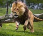 Lev běží