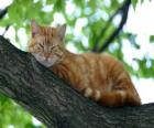 Cat odpočinku na větev stromu