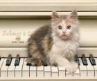 Koťátko hrát na klavír
