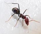 Mravenc, hmyz, který existuje prakticky kdekoli na světě
