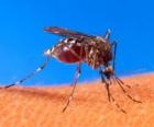Komár, moskyt s jeho dlouhé nohy a rohové-tvaru úst