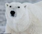 Vedoucí velké ledních medvědů je pouze alfa predátor z Arktidy