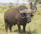 Wildebeest nebo GNU, klidně pasou na Savannah