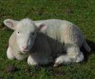 Lamb, mladá ovce pasoucí se