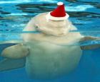 Delfín s kloboukem Santa Claus