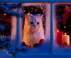 Kočka pohledu z okna na Vánoce