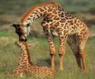 Rodina žirafy
