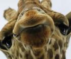 Tvář žirafa