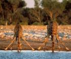 Dvě žirafy, pití u rybníka v savaně