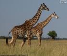 Dvě žirafy v Savannah