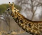 Žirafa se někteří ptáci ve svém dlouhém krku