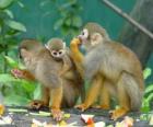 Rodina veverka opic