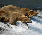 Medvědi loví lososy