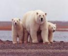 Lední medvěd rodina