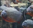 Piraně