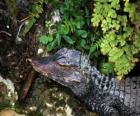 Vedoucí krokodýla číhá na kořist mezi rostlinami
